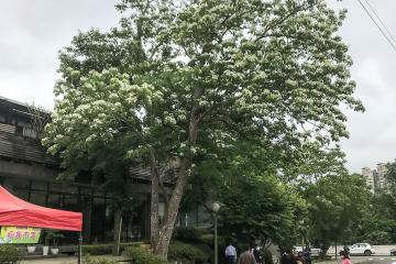 會館前的油桐樹─滿開
