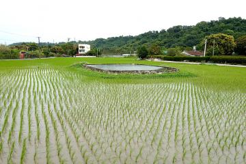 稻田，田中水池