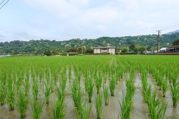 稻田、山景、農舍