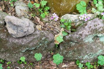 歷經歲月風化的草嶺石呈現淡紫色