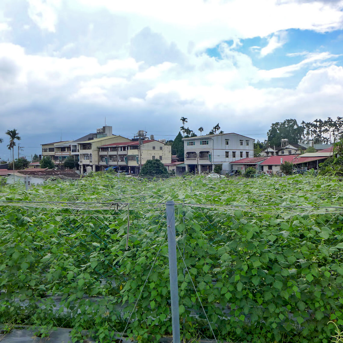 凍頂台地茶園（今昔對照）