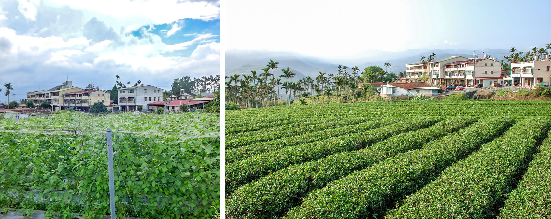 凍頂台地茶園（今昔對照）