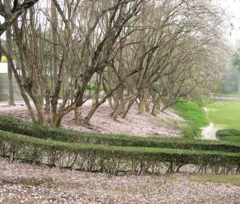 南洋櫻綻放的香榭大道 照片提供者：烏山頭水庫風景區