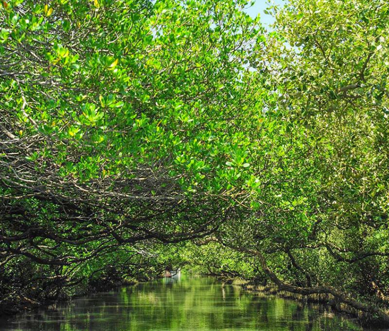 四草綠色隧道 照片提供者：千里步道協會
