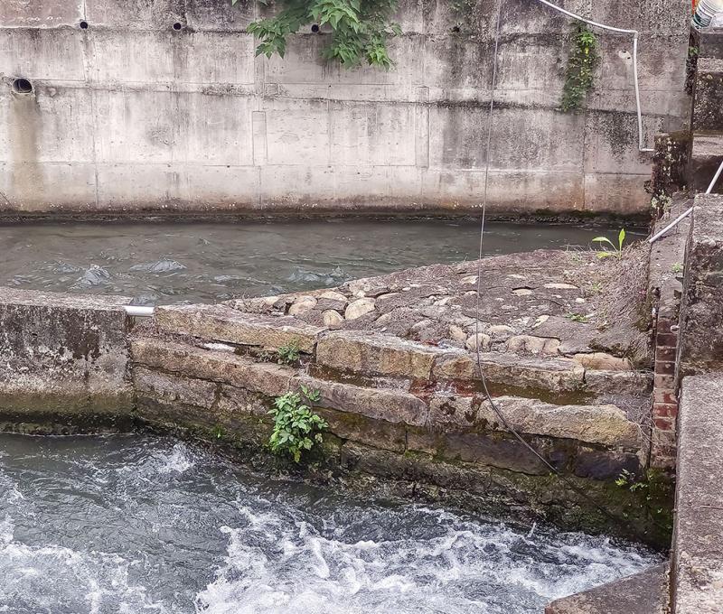 水上土地公前魚嘴 照片提供者：臺中市后豐社區大學廖啟宗、吳怡靜、詹智傑共同提供 / 拍攝日期：2025/4/20