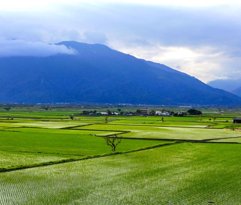 池上稻景與山