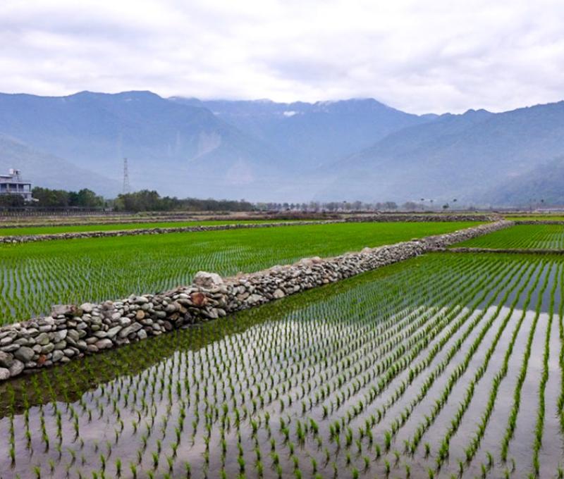 池上稻景-秧苗 照片提供者：黃宣衛