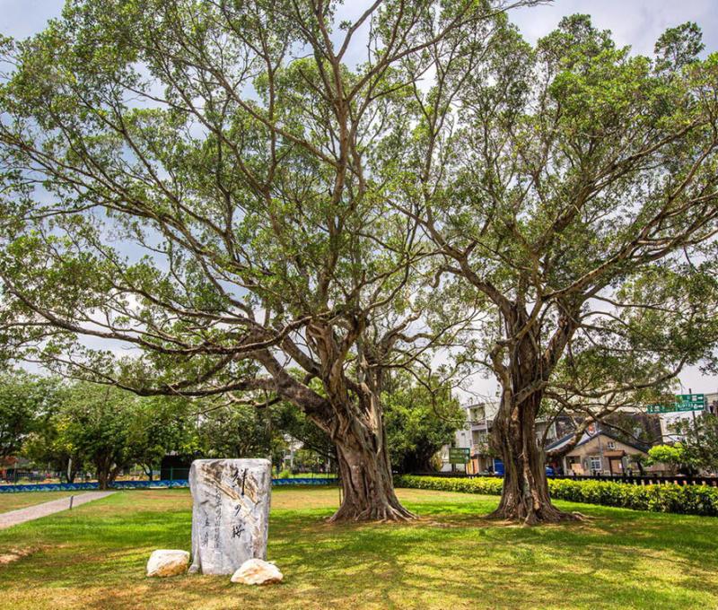 由前日本首相-森喜朗親自題字的絆之櫻石碑 照片提供者：西拉雅國家風景管理處