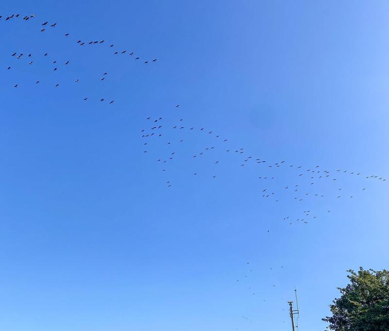 石岡水壩-4 照片提供者：臺中市后豐社區大學廖啟宗、吳怡靜、詹智傑共同提供 / 拍攝日期：2023/11/18