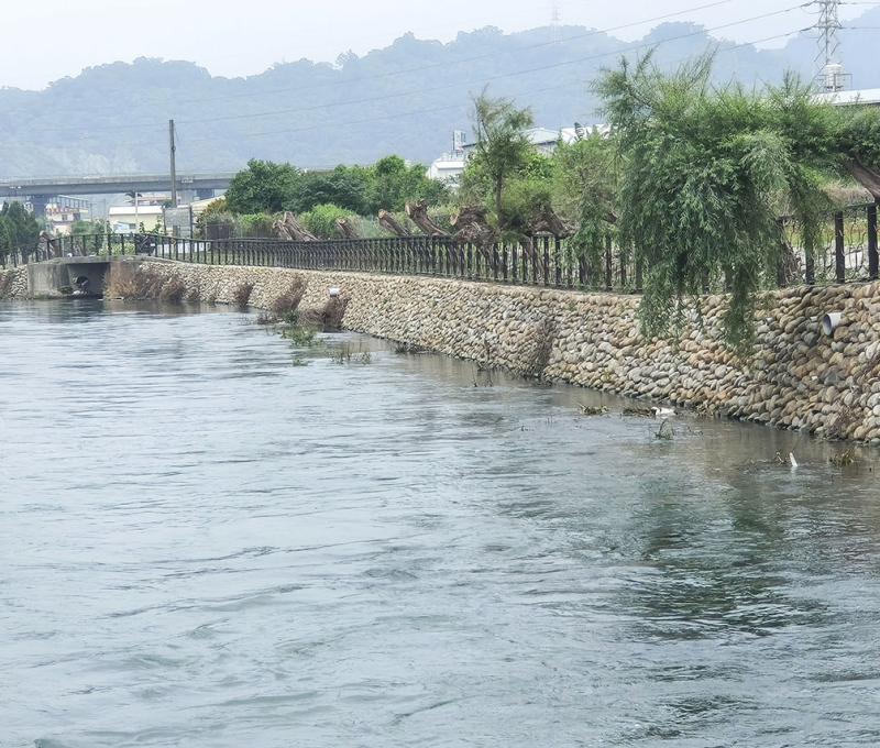 綠陽垂柳-2 照片提供者：臺中市后豐社區大學廖啟宗、吳怡靜、詹智傑共同提供 / 拍攝日期：2025/4/20