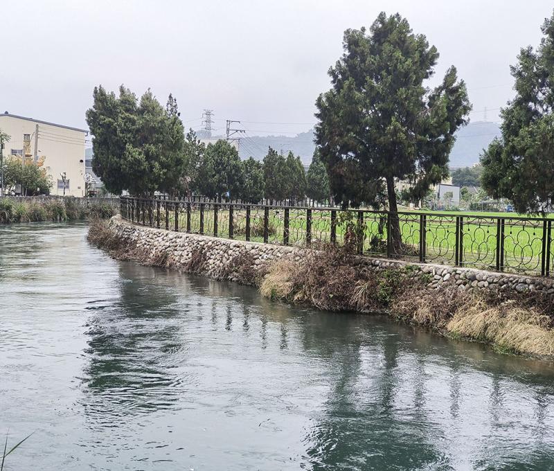 綠陽垂柳-4 照片提供者：臺中市后豐社區大學廖啟宗、吳怡靜、詹智傑共同提供 / 拍攝日期：2025/4/20