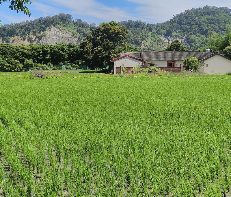 萬定汴周圍景觀-2 照片提供者：臺中市后豐社區大學廖啟宗、吳怡靜、詹智傑共同提供 / 拍攝日期：2025/4/22
