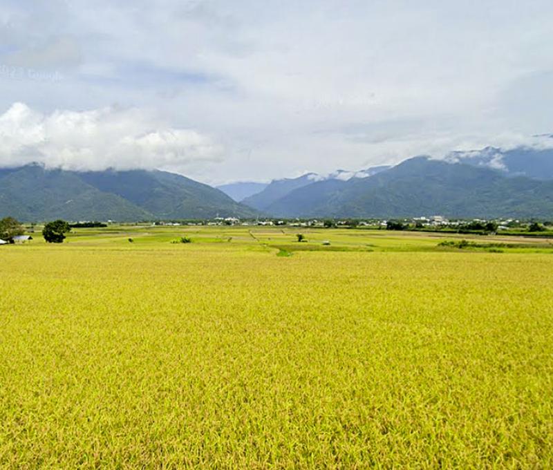 稻田景色。照片提供者：Google街景 / 拍攝時間：2023年6月