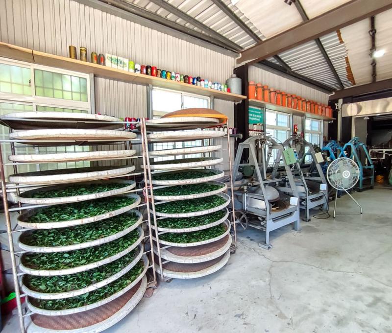 萎凋架上還有正在萎凋等待製作的紅茶的茶菁。照片拍攝者：三峽學教師社群 / 拍攝日期：2022/07/24