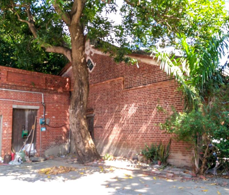 紅磚建築旁的大樹