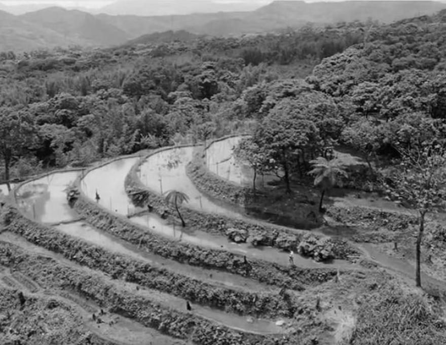 仿古水梯田舊照片照片提供者：蕭學苑