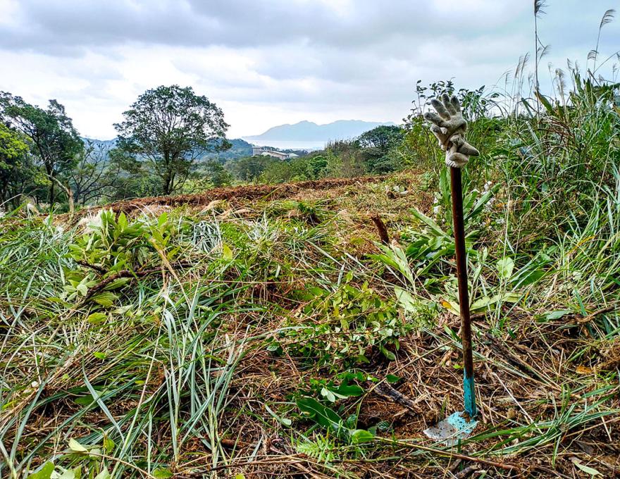 重新除芒草復育水梯田照片拍攝者：蕭學苑