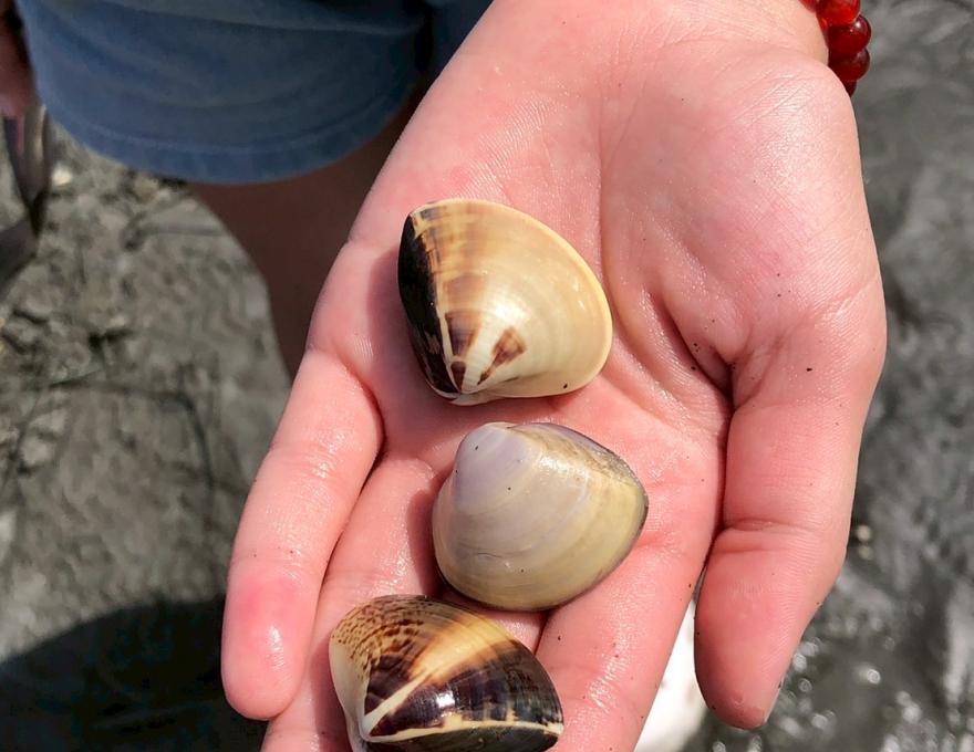 潮間帶摸蛤照片提供者：彰化海洋食研基地團隊