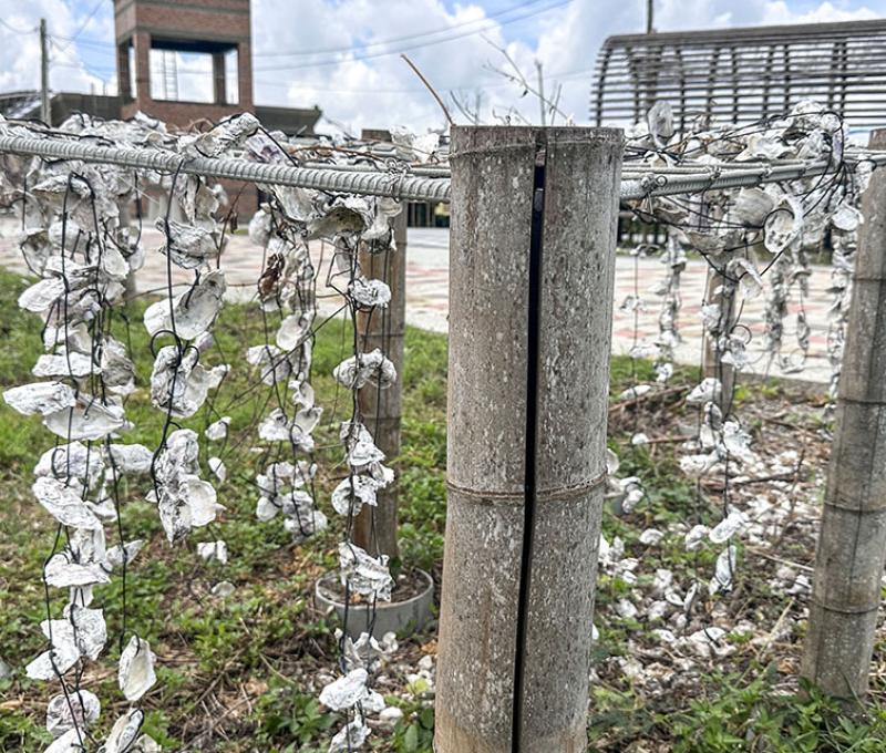 蚵仔的養殖業是現在王功主要的經濟發展項目 照片提供者：胡其瑞／拍攝日期：2024/06/20