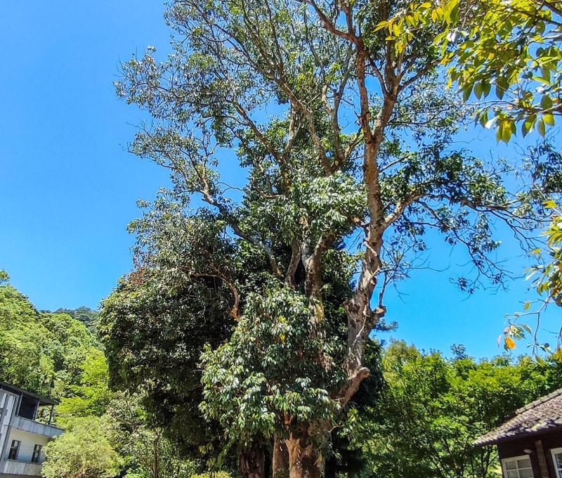 一旁聳立的荔枝樹已有百年的歷史。照片拍攝者：三峽學教師社群 / 拍攝日期：2022/07/24