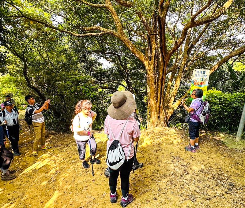 步道兩旁種了很多光臘樹，樹幹上滿滿的咬痕。照片提供者：林美惠 / 拍攝日期：2023/09/17