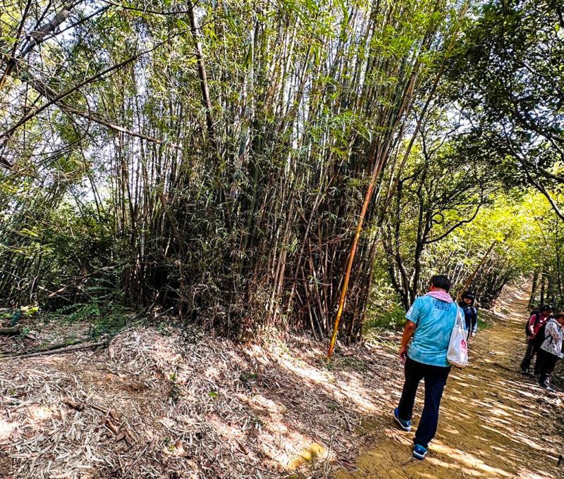 步道旁有大片竹林。照片提供者：林美惠 / 拍攝日期：2023/09/17