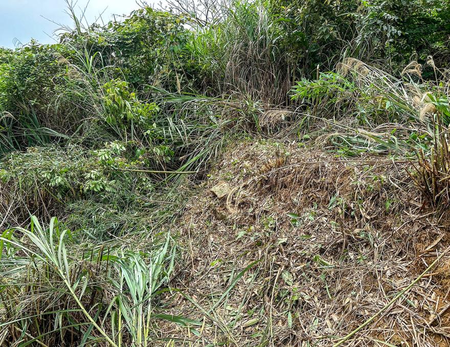 未荒蕪前拜田頭現照照片拍攝者：蕭學苑