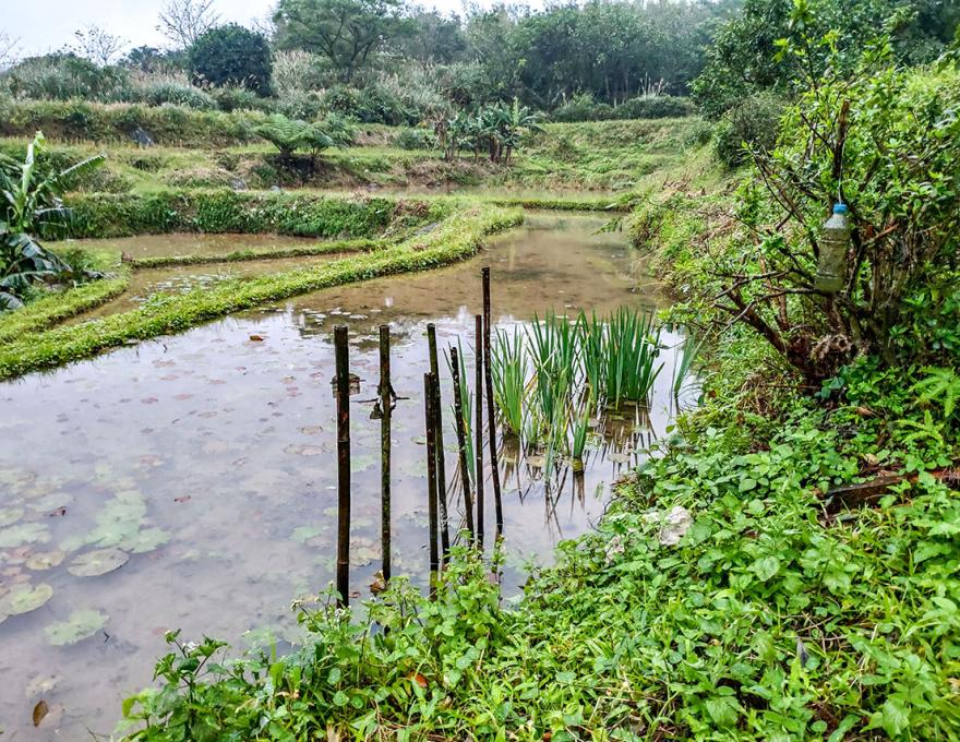 每年都插一支土地公拐照片拍攝者：蕭學苑