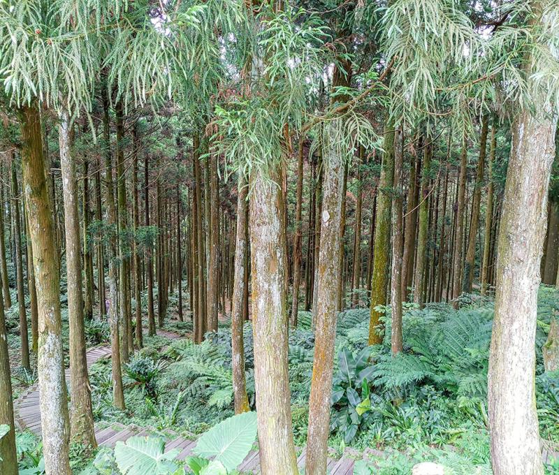 高聳的柳杉林木，空氣裡充盈滿滿芬多精。照片拍攝者：北大高中三峽學教師團隊