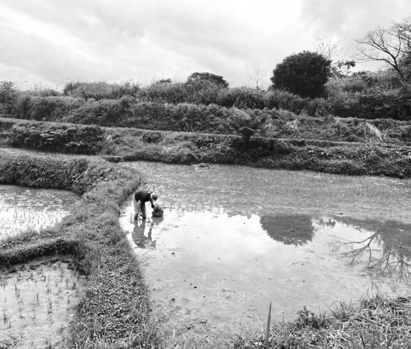 仿古插秧舊照片照片拍攝者：蕭學苑