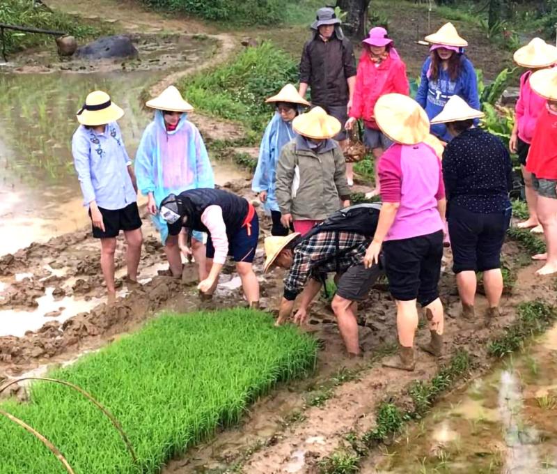 在秧廐鏟秧苗照片拍攝者：蕭學苑
