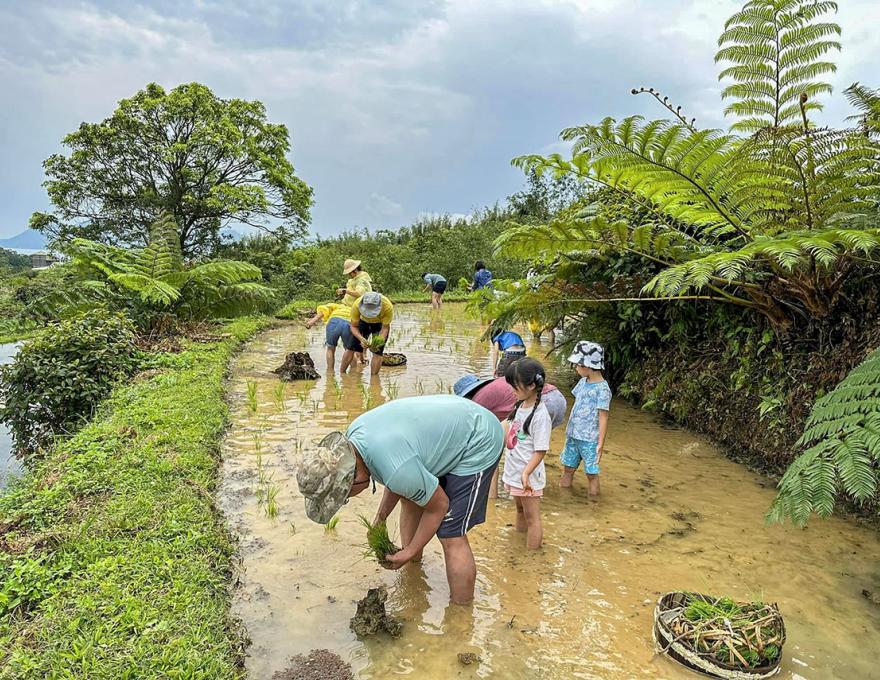 下田手工插秧囉照片拍攝者：蕭學苑