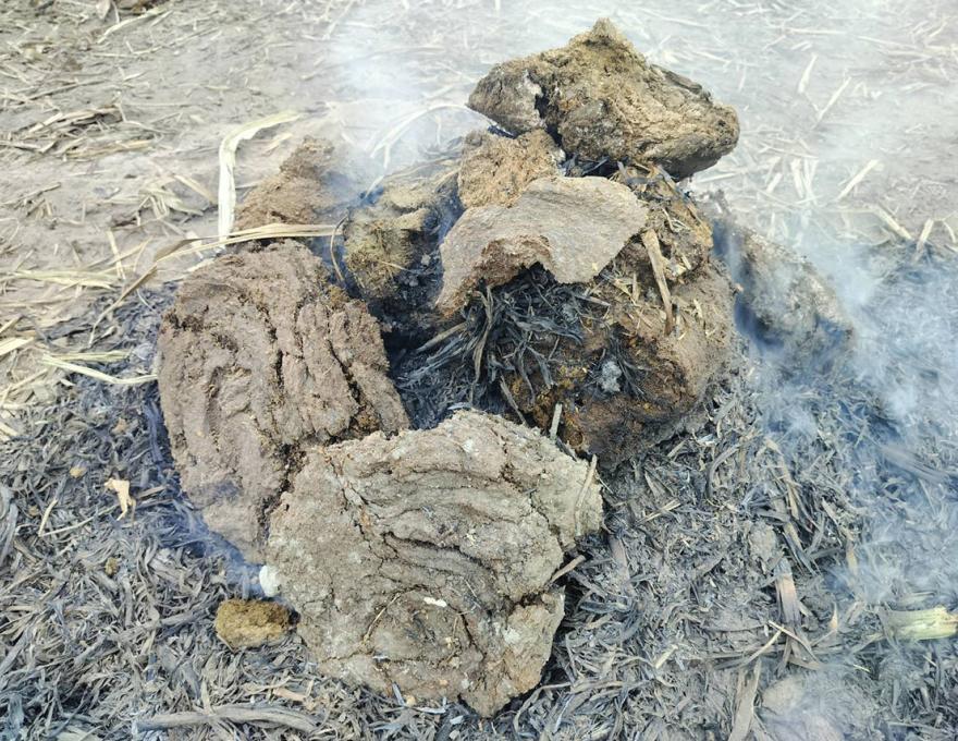 牛大便照片拍攝者：林家良