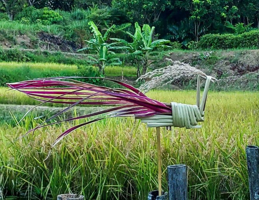 黃金稻穗旁的草編照片拍攝者：蕭學苑