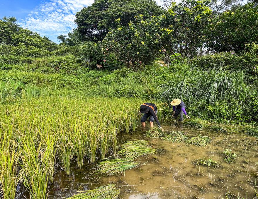 手工鐮刀收割照片拍攝者：蕭學苑
