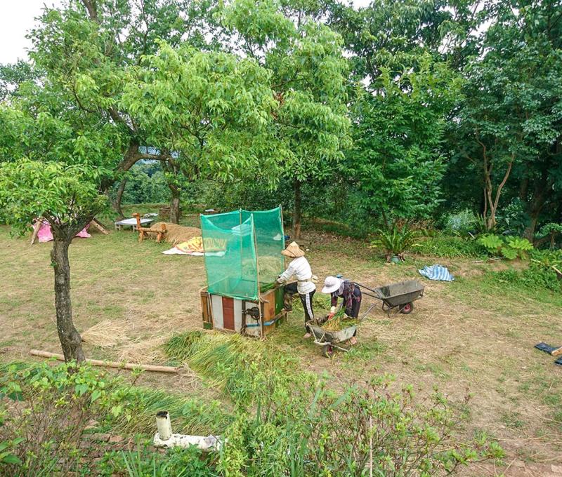 腳踩機器桶脫穀照片拍攝者：蕭學苑