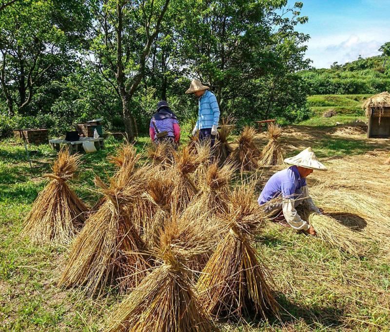 將稻草束綁曬乾(總草)照片拍攝者：蕭學苑