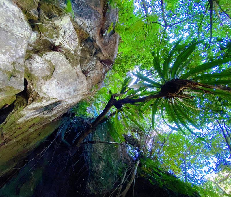石碇蕨類非常多，有些還非常高大