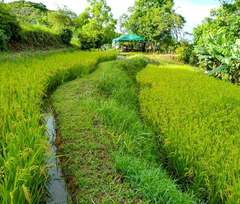 即將成熟收割的稻子照片拍攝者：蕭學苑