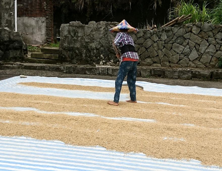 烈日下翻穀照片拍攝者：蕭學苑