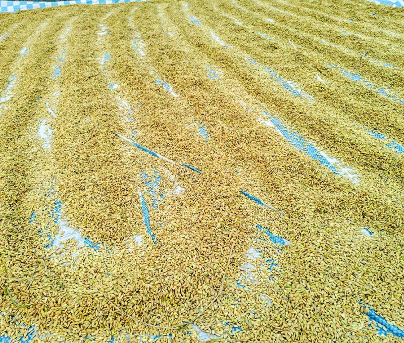 用雙腳將稻穀推開日曬照片拍攝者：蕭學苑