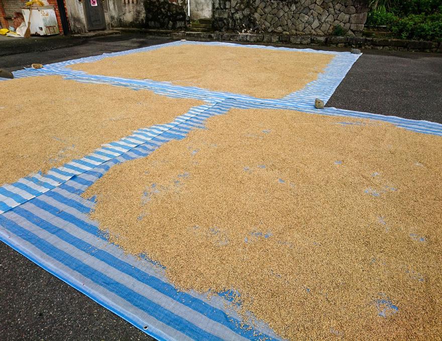 陽光日曬約2天照片拍攝者：蕭學苑