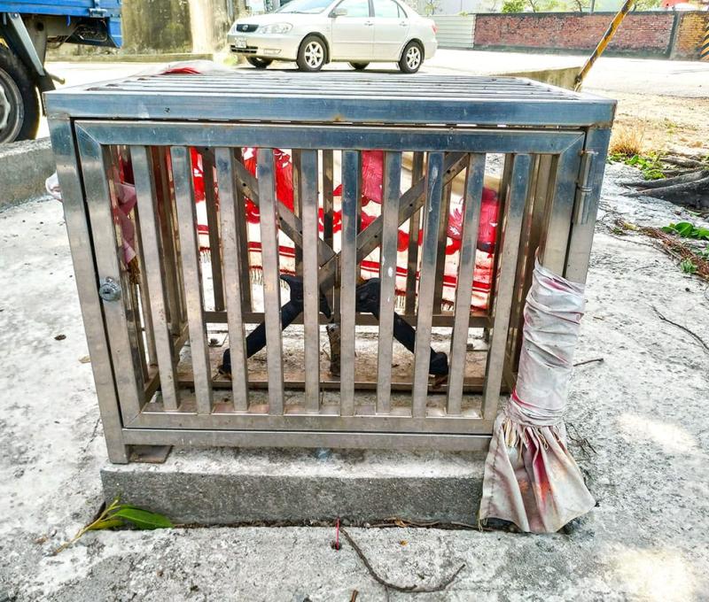 位於曾文溪排水線旁的七星劍（公學路一段124巷） 照片提供者：石振洋 / 拍攝日期：2019/02/17