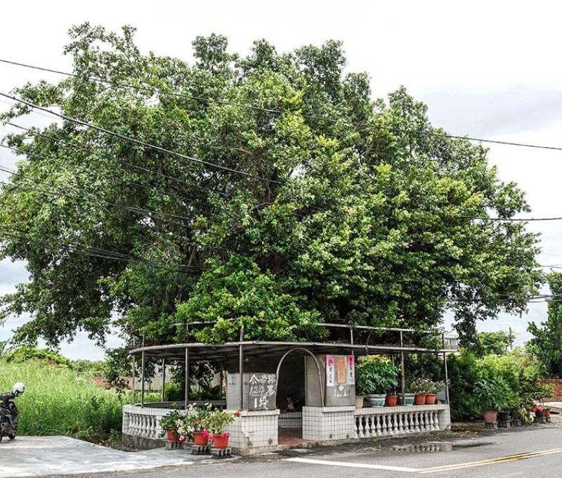 公親寮庄北的樹神信仰 照片提供者：毛毓翔 / 拍攝日期：2022/07/05