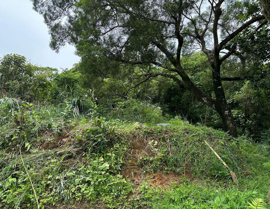 芭樂頭現照照片拍攝者：蕭學苑