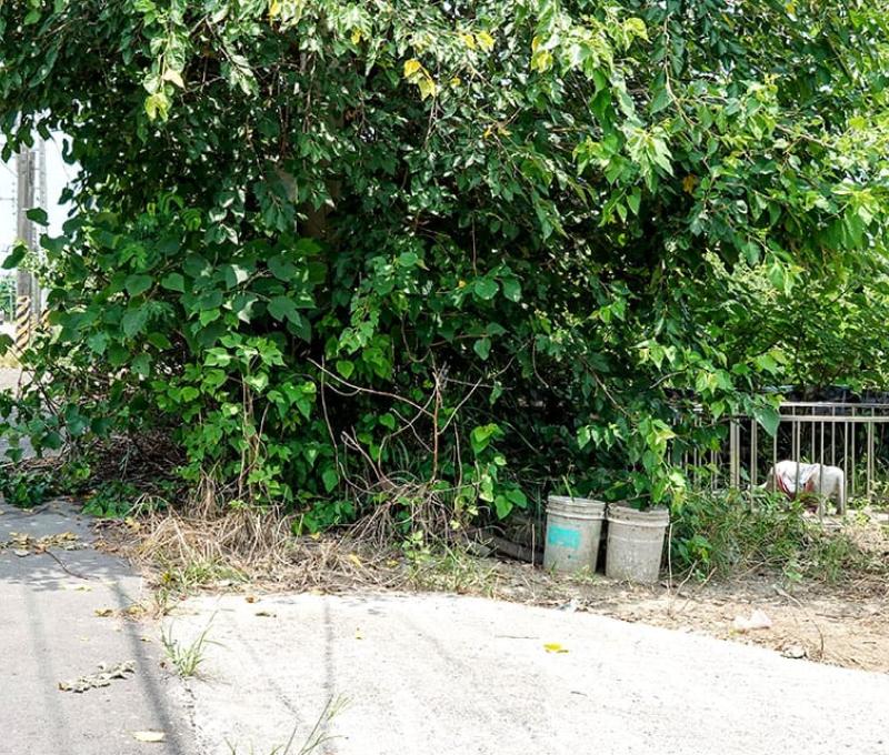 位於曾文溪排水線旁的石象（公學路一段262巷） 照片提供者：毛毓翔 / 拍攝日期：2022/07/09