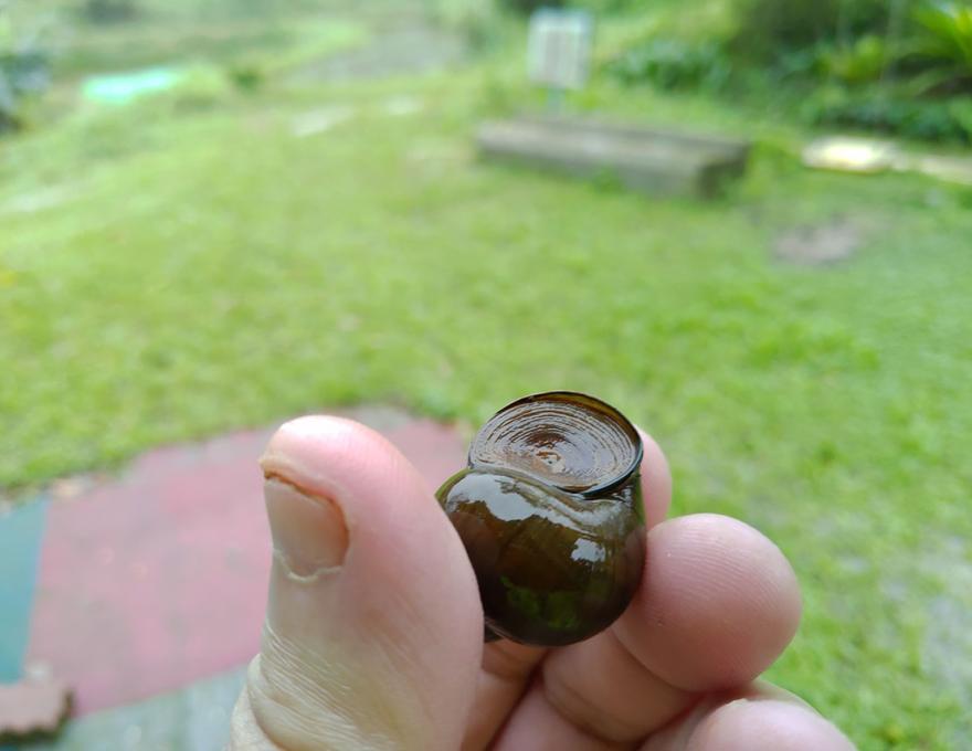 復育中的田螺照片拍攝者：蕭學苑