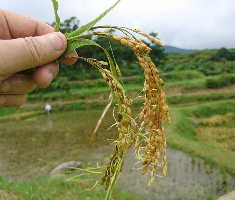 收割後撿田螺示意圖照片拍攝者：蕭學苑
