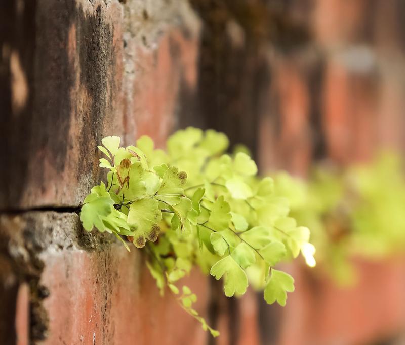 大溪國小圍牆一景。照片拍攝者：洪光君 / 拍攝日期：2021/4/12