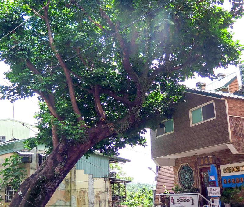 中央路入口處照片拍攝者：林炯任 / 拍攝日期：2021/4/24